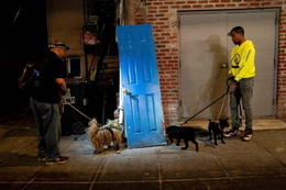 미국 대도시 '쥐와의 전쟁'...개와 고양이 투입